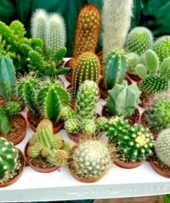 Exotic Cactus & Succulent Mix Seeds - Living Stones Desert Rock - 5-50+ Seeds - Image 1