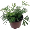 Eyelash Fern Plant - Actiniopteris semiflabellatta - 4" Pot - Live Indoor Fern - Image 1