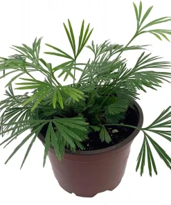 Eyelash Fern Plant - Actiniopteris semiflabellatta - 4