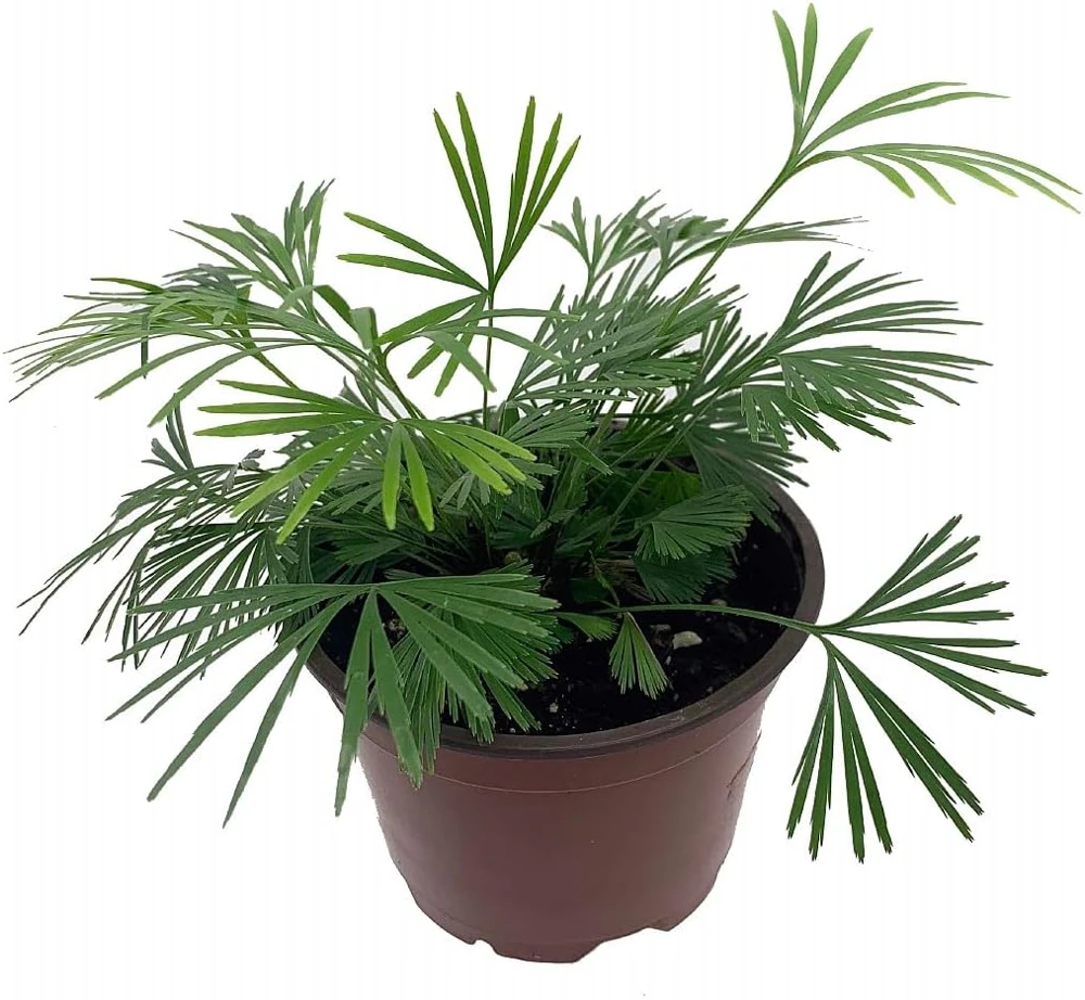 Eyelash Fern Plant - Actiniopteris semiflabellatta - 4" Pot - Live Indoor Fern - Image 1
