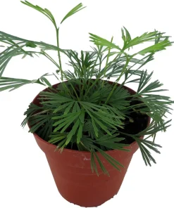 Eyelash Fern Plant - Actiniopteris semiflabellatta - 4