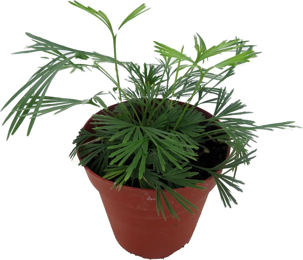 Eyelash Fern Plant - Actiniopteris semiflabellatta - 4" Pot - Live Indoor Fern - Image 2