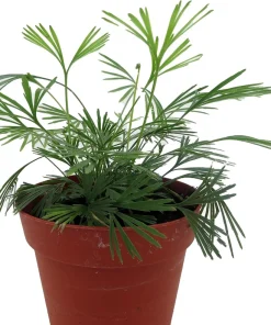 Eyelash Fern Plant - Actiniopteris semiflabellatta - 4