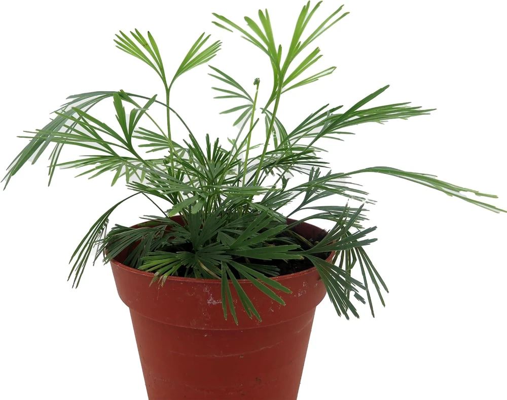 Eyelash Fern Plant - Actiniopteris semiflabellatta - 4" Pot - Live Indoor Fern - Image 3