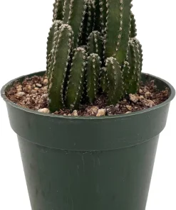 Fairy Castle Cactus Live Plant - Cereus - 4 inch Pot - Indoor Houseplant - Image 2