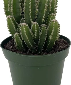 Fairy Castle Cactus Live Plant - Cereus - 4 inch Pot - Indoor Houseplant - Image 3