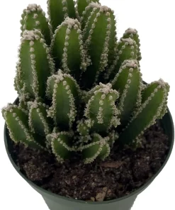Fairy Castle Cactus Live Plant - Cereus - 4 inch Pot - Indoor Houseplant - Image 4