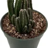 Fairy Castle Cactus Live Plant - Cereus - 4 inch Pot - Indoor Houseplant - Image 1