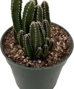Fairy Castle Cactus Live Plant - Cereus - 4 inch Pot - Indoor Houseplant - Image 1