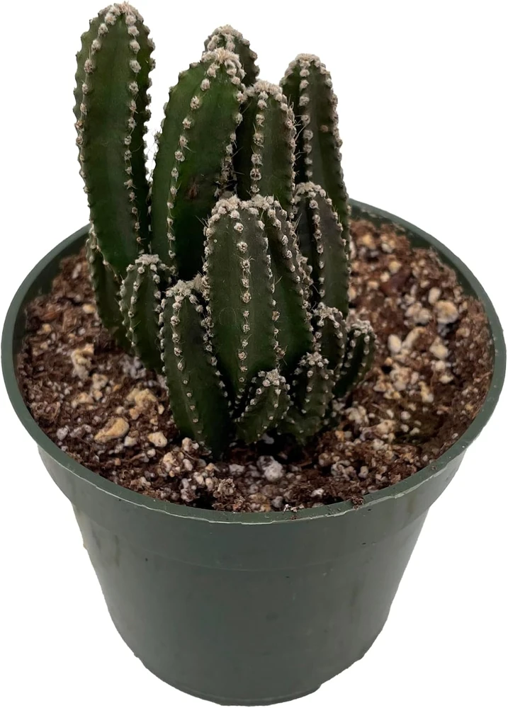 Fairy Castle Cactus Live Plant - Cereus - 4 inch Pot - Indoor Houseplant - Image 1