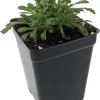 Fairy Foxy Foxglove Erinus Alpinus Live Plant - 2.5" Pot - Pink-Purple Blooms - Image 1