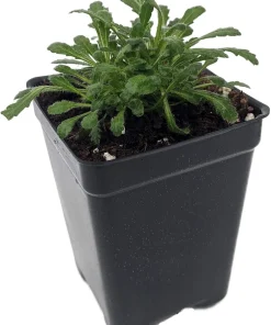 Fairy Foxy Foxglove Erinus Alpinus Live Plant - 2.5