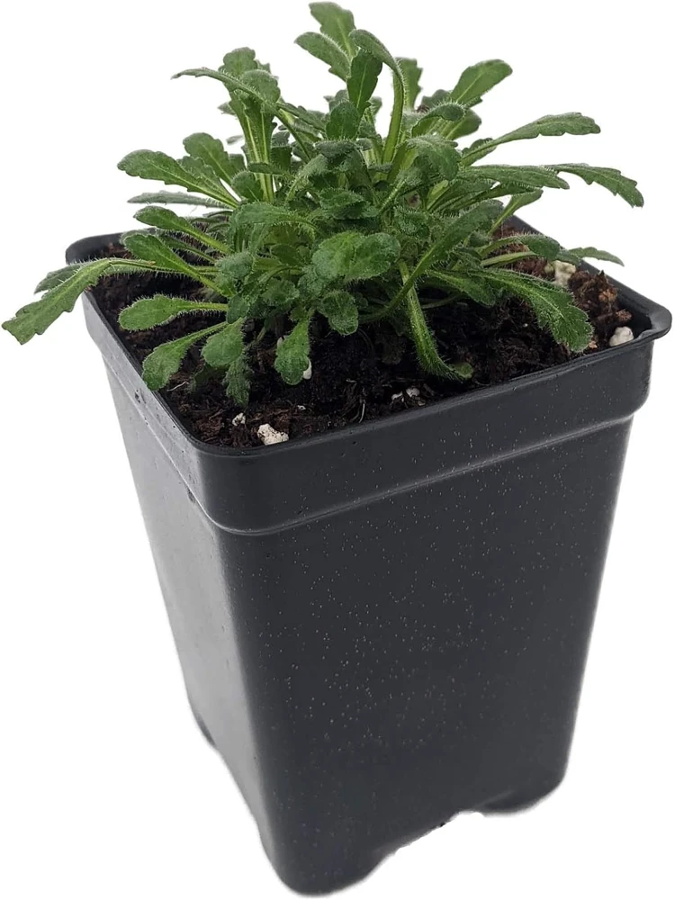 Fairy Foxy Foxglove Erinus Alpinus Live Plant - 2.5" Pot - Pink-Purple Blooms - Image 1