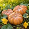 Fairytale Pumpkin Live Plant - Winter Squash Vegetable Seedling, 2-4 Inch Tall - Image 1