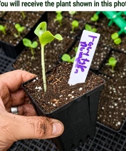 Fairytale Pumpkin Live Plant - Winter Squash Vegetable Seedling, 2-4 Inch Tall - Image 2