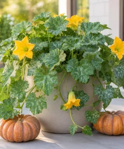 Fairytale Pumpkin Live Plant - Winter Squash Vegetable for Home Garden, 2-4 Inch Tall - Image 6