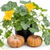 Fairytale Pumpkin Live Plant - Winter Squash Vegetable for Home Garden, 2-4 Inch Tall - Image 1