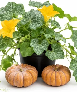 Fairytale Pumpkin Live Plant - Winter Squash Vegetable for Home Garden, 2-4 Inch Tall - Image 1