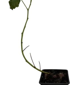Fall Gold Everbearing Raspberry Live Plant - 3.25