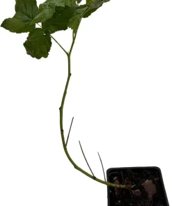 Fall Gold Everbearing Raspberry Live Plant - 3.25