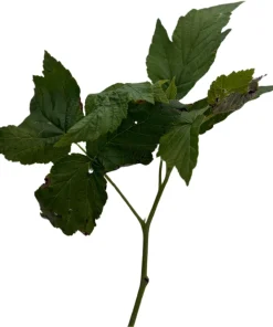 Fall Gold Everbearing Raspberry Live Plant - 3.25