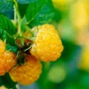 Fall Gold Everbearing Raspberry Live Plant - 3.25" Pot - Sweet Yellow Berries - Image 1
