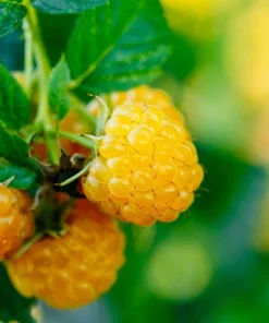 Fall Gold Everbearing Raspberry Live Plant - 3.25