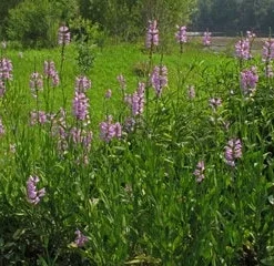 Fall Obedient Plant Live Plant - Physostegia virginiana Perennial Flower, 1 Gallon Pot - Image 2