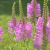 Fall Obedient Plant Live Plant - Physostegia virginiana Perennial Flower, 1 Gallon Pot - Image 1