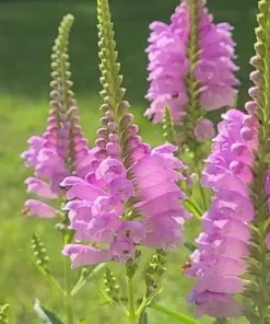 Fall Obedient Plant Live Plant - Physostegia virginiana Perennial Flower, 1 Gallon Pot - Image 1