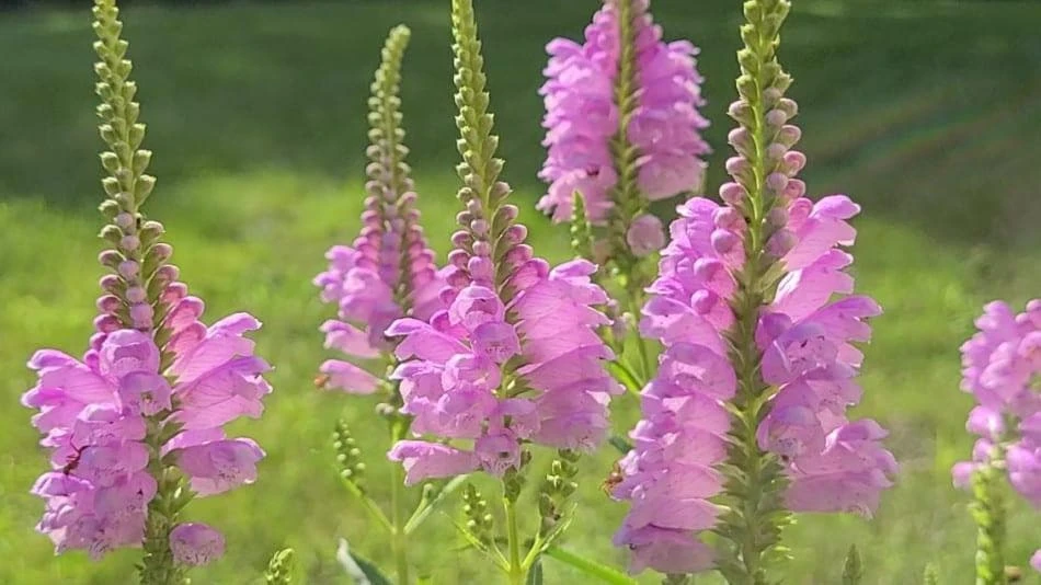 Fall Obedient Plant Live Plant - Physostegia virginiana Perennial Flower, 1 Gallon Pot - Image 1