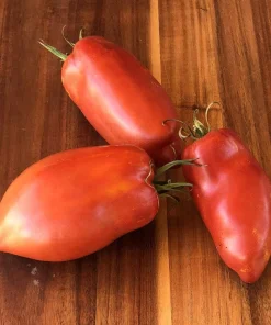Federle Paste Tomato Seeds - 20 Count - Indeterminate - 85 Days Maturity - Image 2