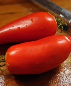 Federle Paste Tomato Seeds - 20 Count - Indeterminate - 85 Days Maturity - Image 3