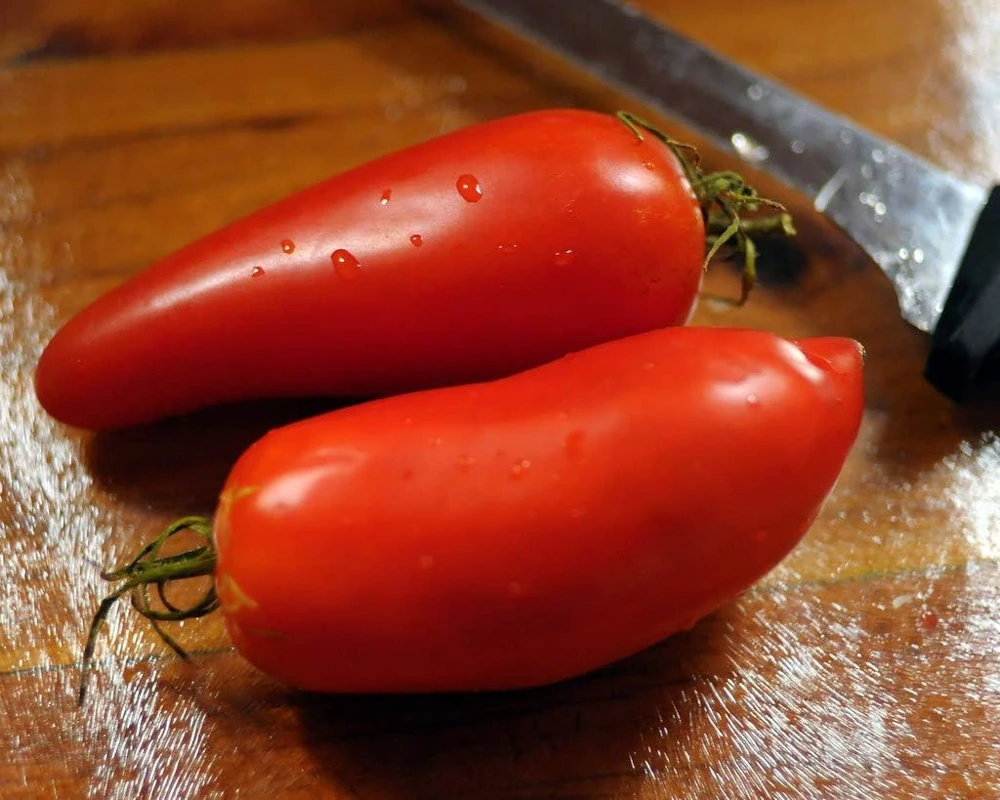 Federle Paste Tomato Seeds - 20 Count - Indeterminate - 85 Days Maturity - Image 3