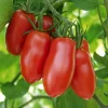 Federle Paste Tomato Seeds - 20 Count - Indeterminate - 85 Days Maturity - Image 1