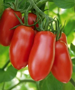 Federle Paste Tomato Seeds - 20 Count - Indeterminate - 85 Days Maturity - Image 1