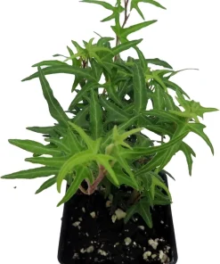 Feen Finger English Ivy Live Plant - 2.5" Pot - Indoor/Outdoor Vine - Image 2