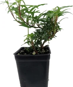Feen Finger English Ivy Live Plant - 2.5