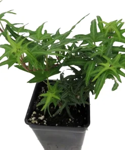 Feen Finger English Ivy Live Plant - 2.5