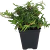 Feen Finger English Ivy Live Plant - 2.5" Pot - Indoor/Outdoor Vine - Image 1