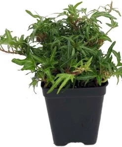 Feen Finger English Ivy Live Plant - 2.5
