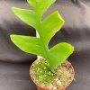 Fern Leaf Cactus Selenicereus Chrysocardium Live Plant – 3" Pot – Indoor Hanging Basket - Image 1