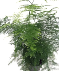 Fern Leaf Plumosus Asparagus Fern Live Plant - 2.5