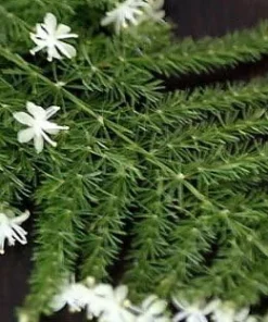 Fern Leaf Plumosus Asparagus Fern Live Plant - 2.5