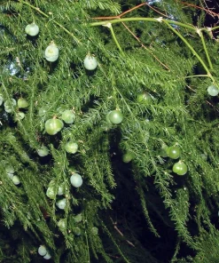 Fern Leaf Plumosus Asparagus Fern Live Plant - 2.5