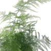 Fern Leaf Plumosus Asparagus Fern Live Plant - 2.5" Pot - Indoor/Outdoor - Image 1
