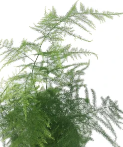 Fern Leaf Plumosus Asparagus Fern Live Plant - 2.5