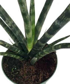 Fernwood Mikado Snake Plant - Sansevieria Live Plant - 5 inch Pot - Indoor Air Purifying - Image 2