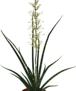Fernwood Mikado Snake Plant - Sansevieria Live Plant - 5 inch Pot - Indoor Air Purifying - Image 3
