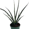 Fernwood Mikado Snake Plant - Sansevieria Live Plant - 5 inch Pot - Indoor Air Purifying - Image 1